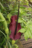 Dracunculus vulgaris RCP6-2016 (66).JPG